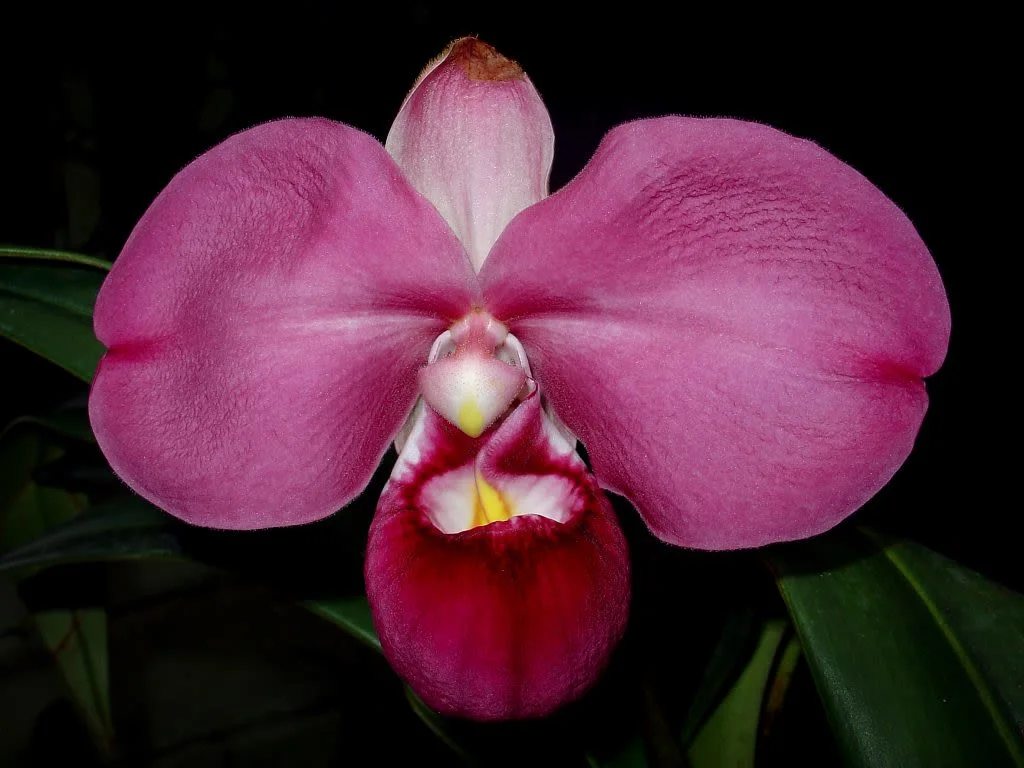 Phragmipedium