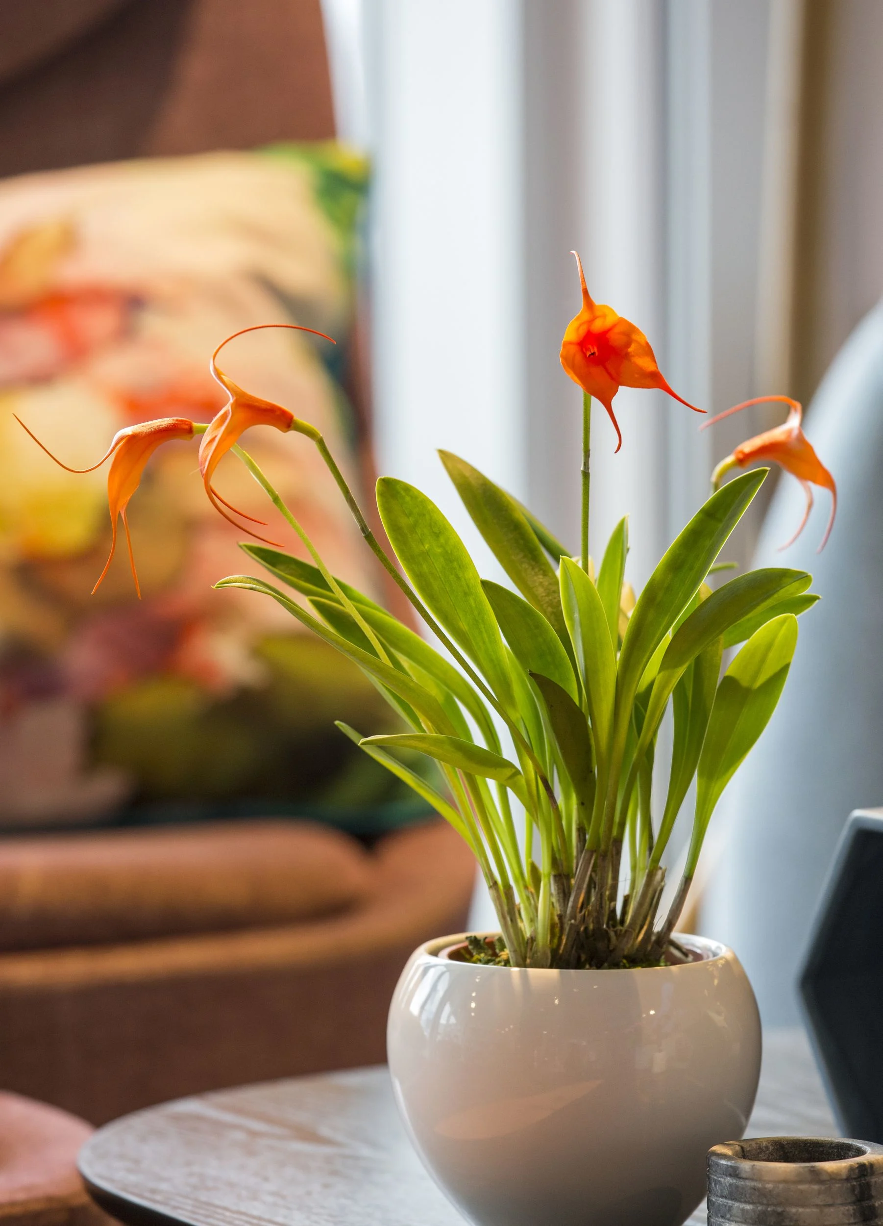 Masdevallia