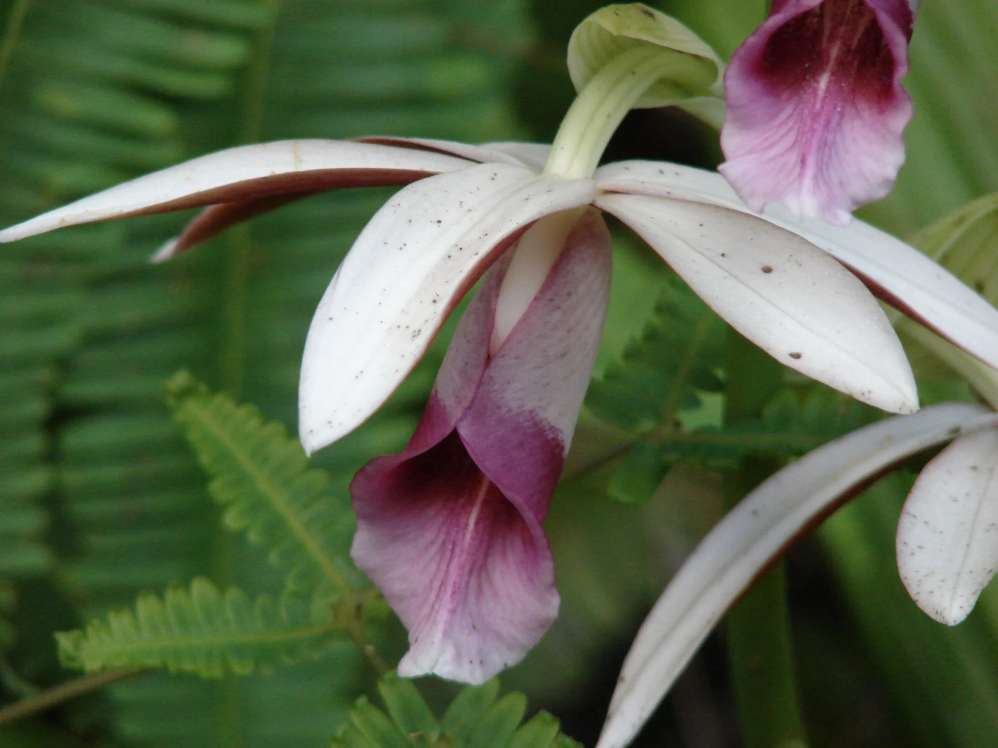 Greater swamp-orchid