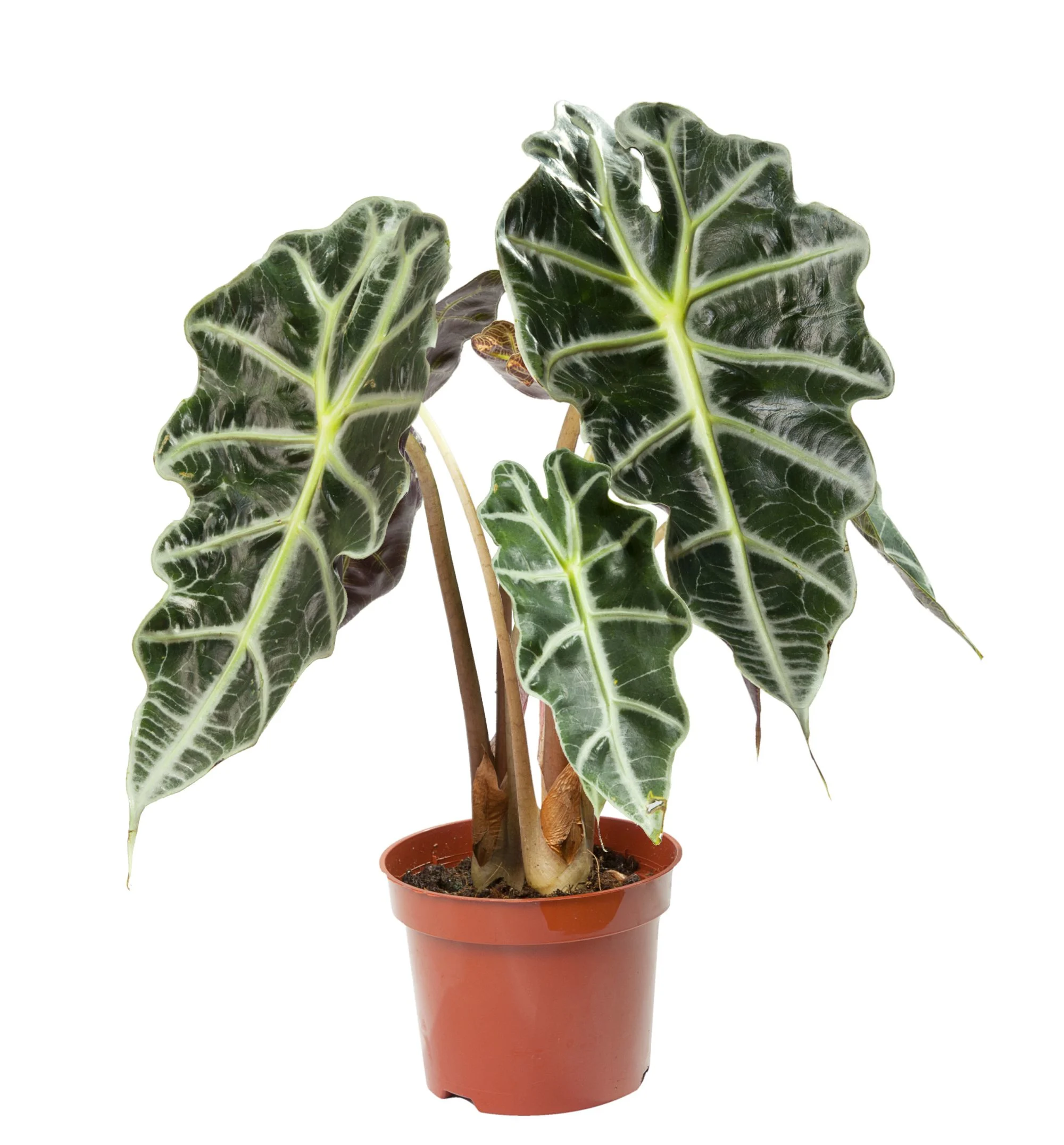 Amazonian Elephant's Ear 'Polly'