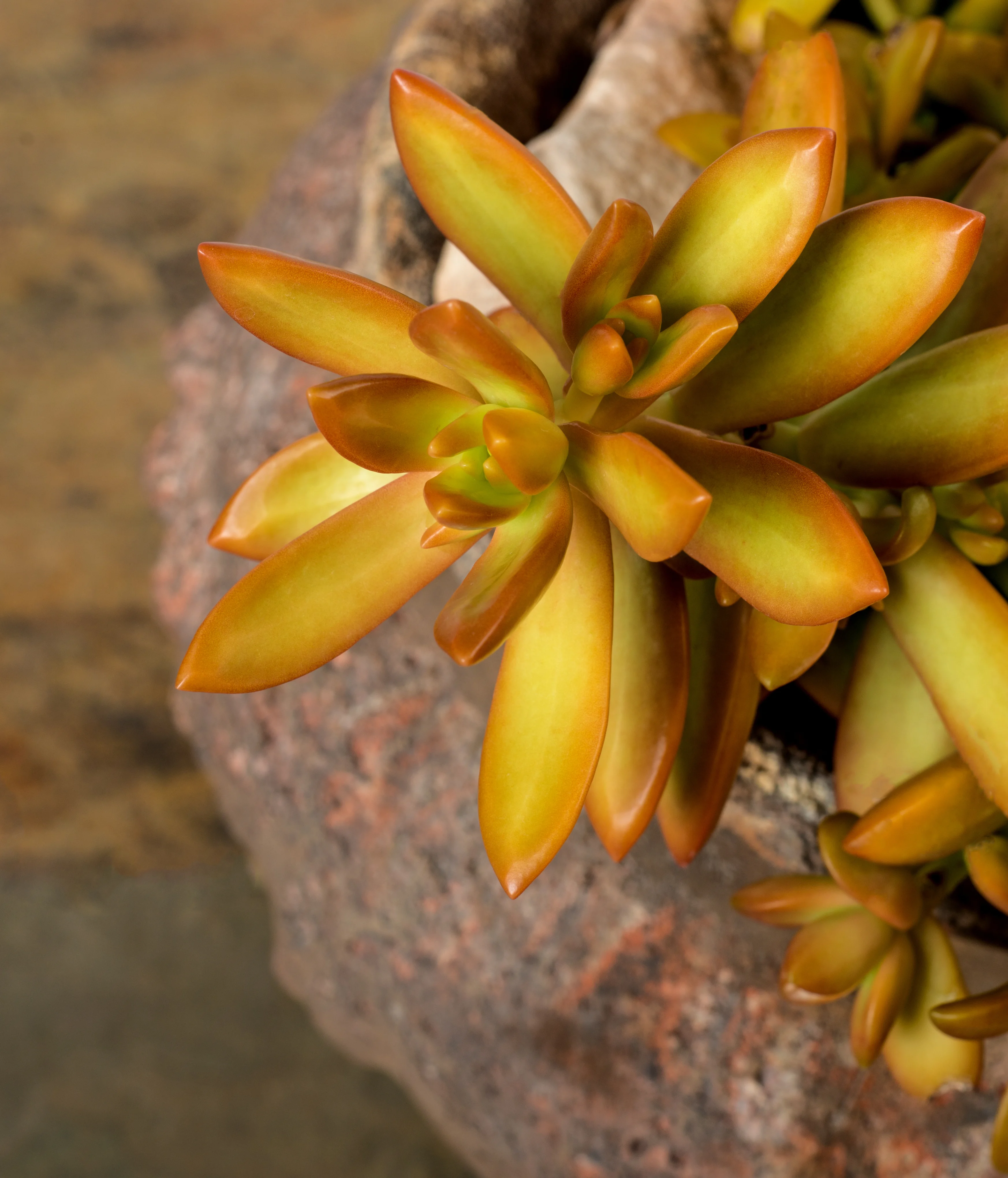 Golden Sedum