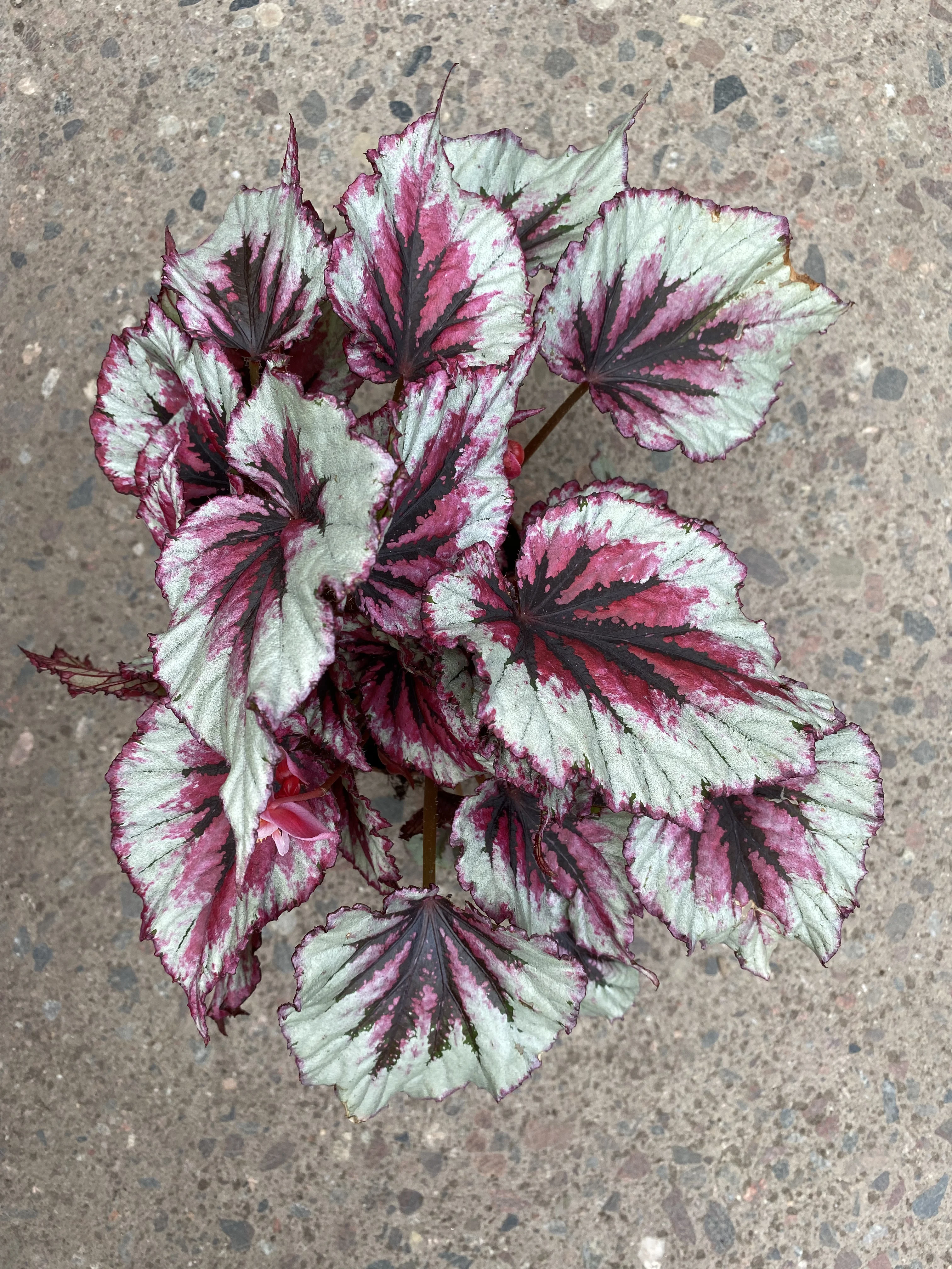 Rex Begonia 'Evening Glow' | Planta