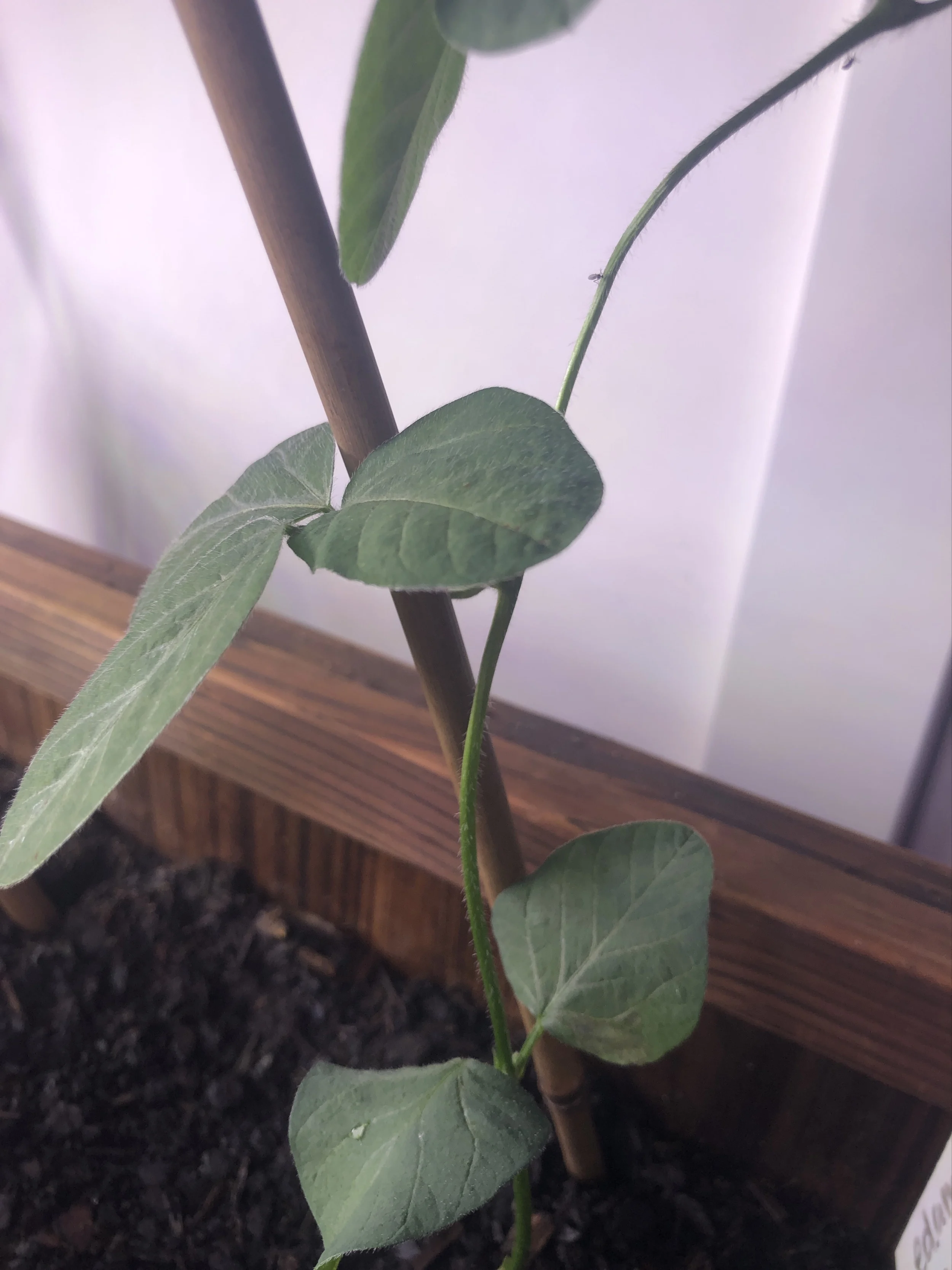 Soya bean