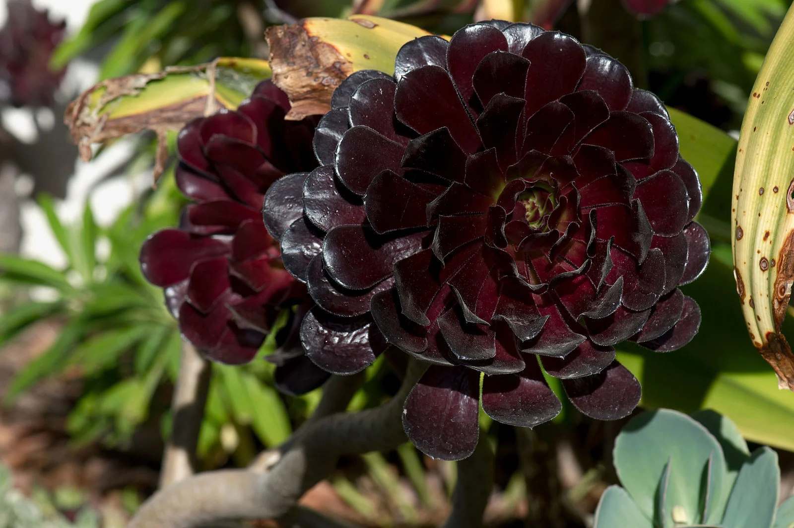 Black rose 'Zwartkop'