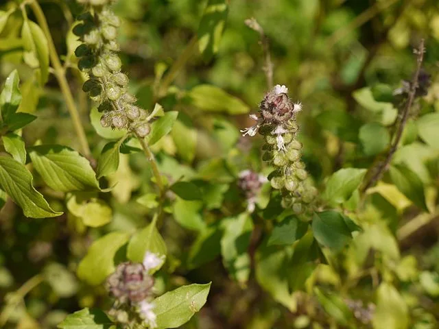Camphor Basil
