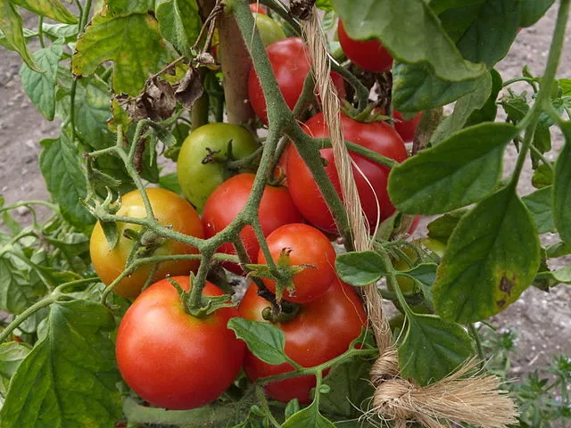Tomato 'Sub-Arctic Plenty'