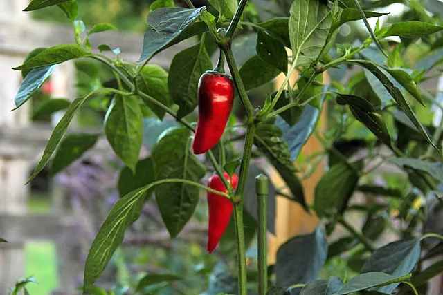Hot pepper 'Piment d'espelette'