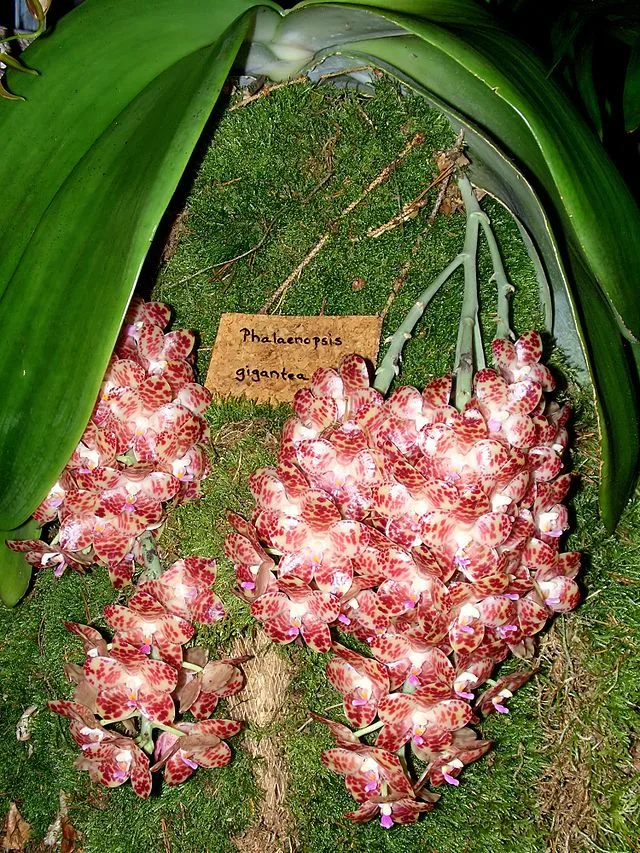 Phalaenopsis gigantea 
