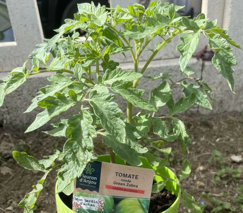Tomato 'Green Zebra'