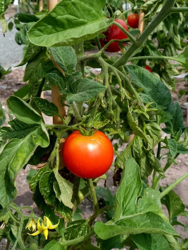 Tomato 'Outdoor Girl'