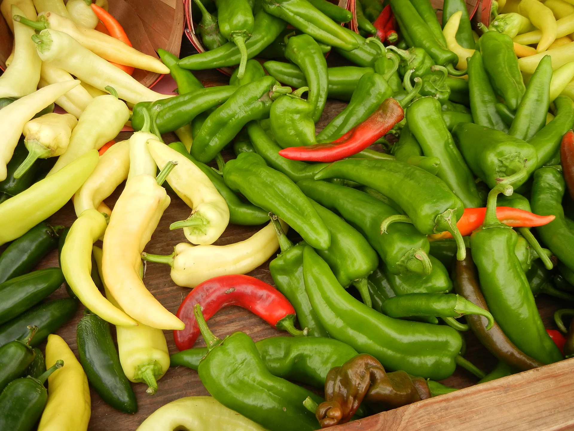 Hot pepper 'Anaheim / California chili / Magdalena'