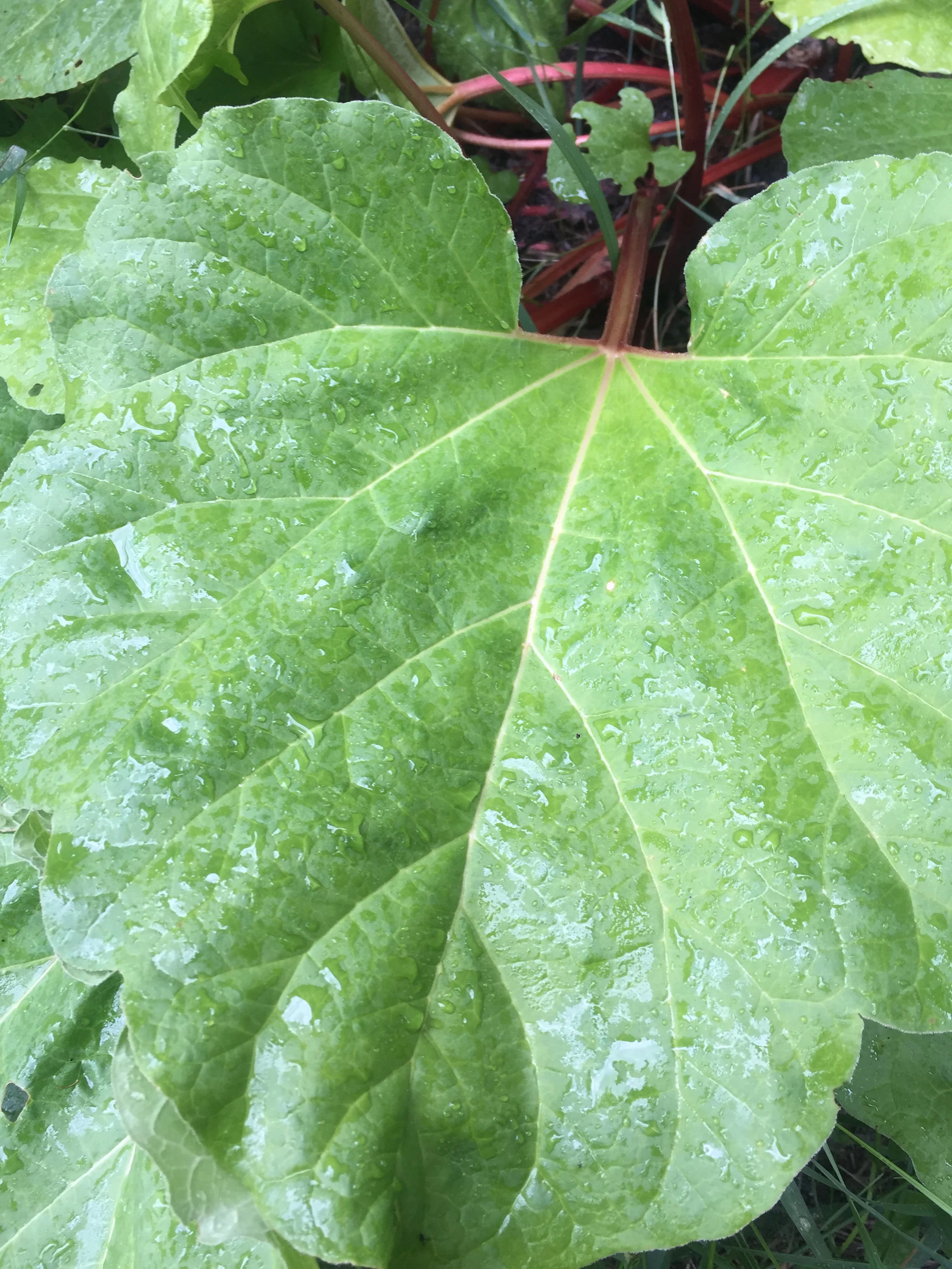 Rhubarb