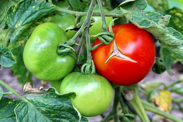 Tomato 'Elin'