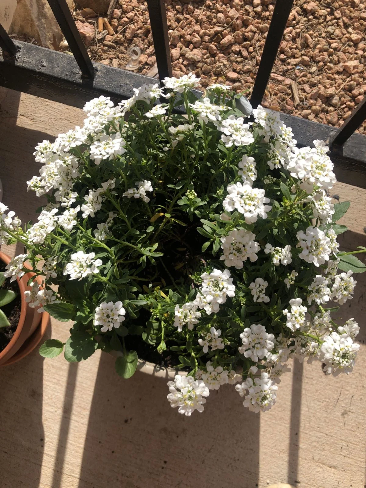 Candytuft 'Snowflake'