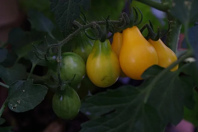 Pear tomato 'Yellow pear'