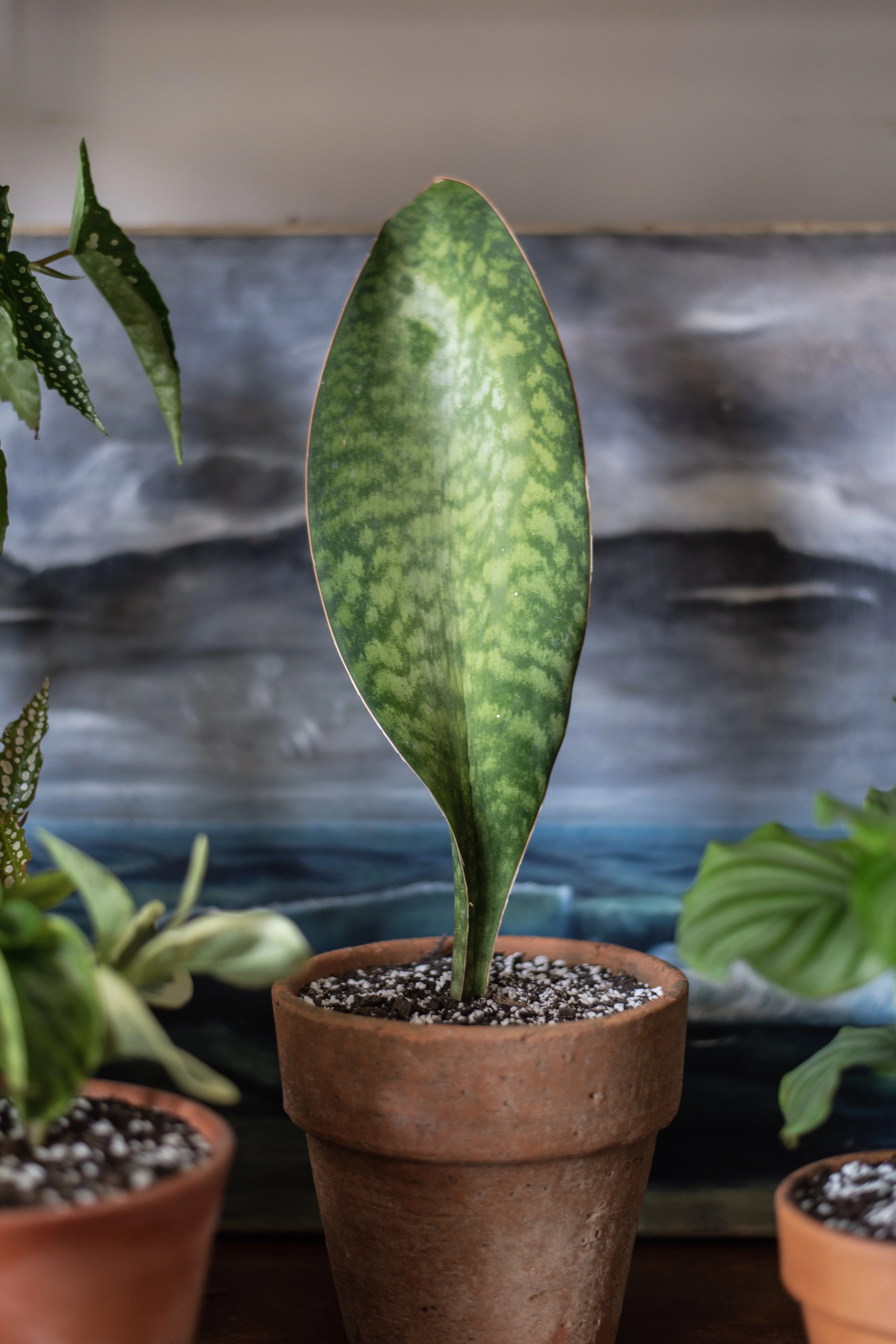 Whale fin snake plant