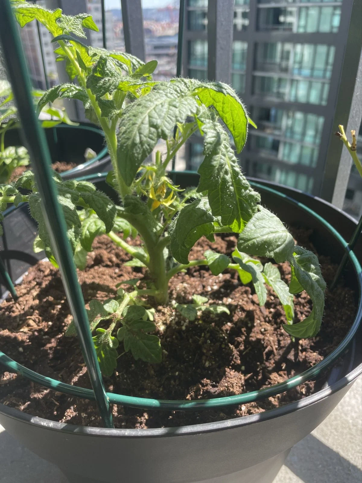 Beefsteak tomato 'White Bush'