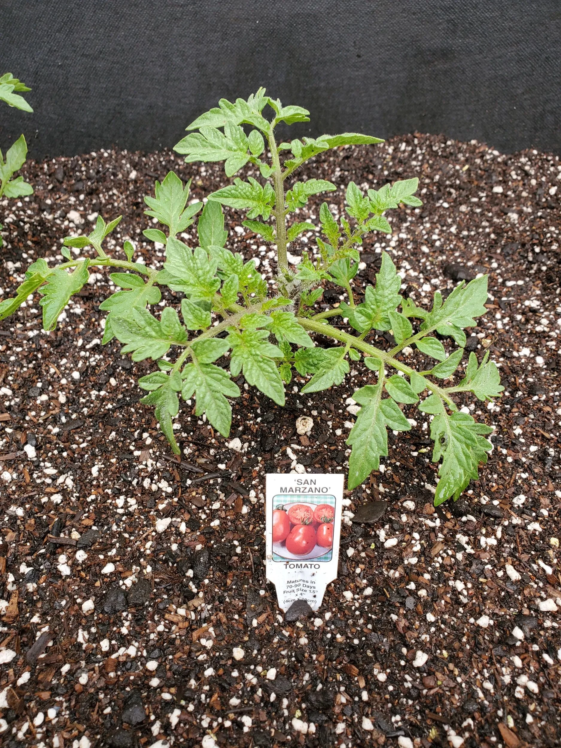 Plum tomato 'San Marzano'