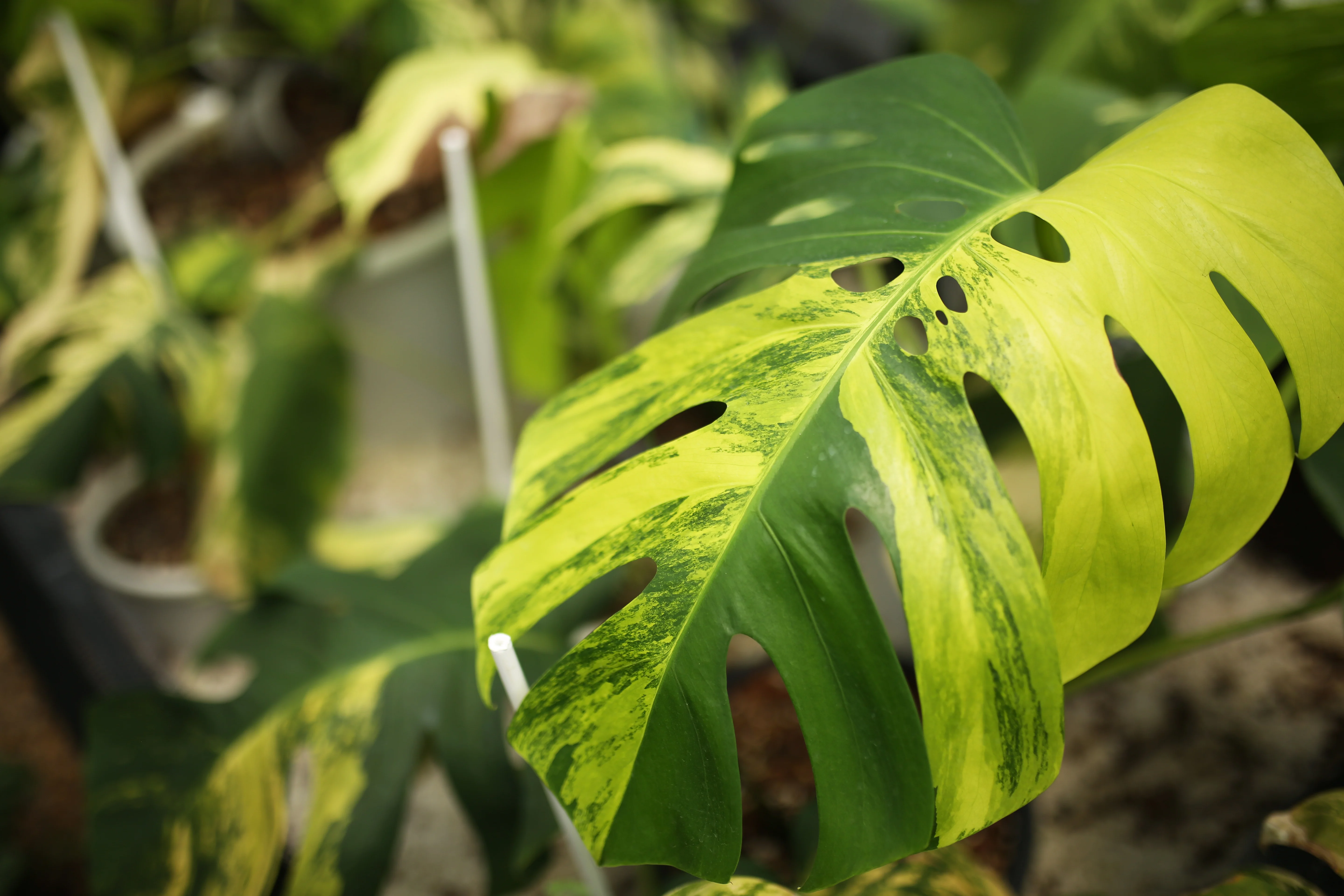 Monstera 'Aurea Variegata' | Planta