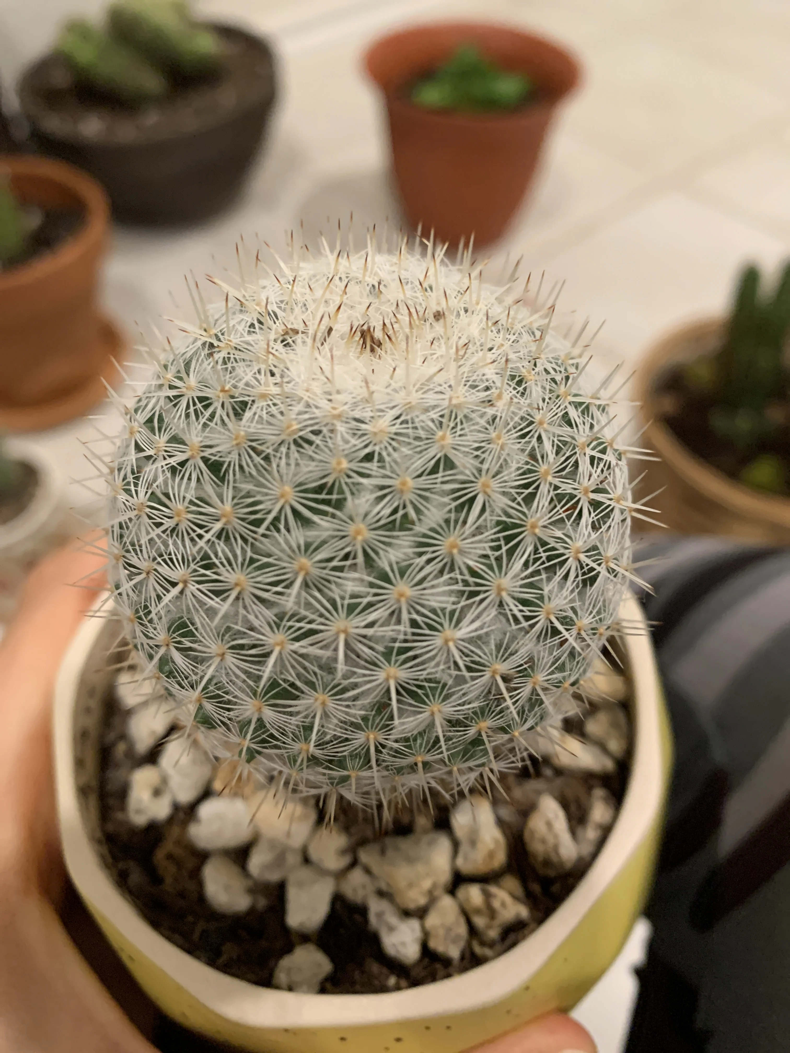 Spiny pincushion cactus Plant Care: Water, Light, Nutrients