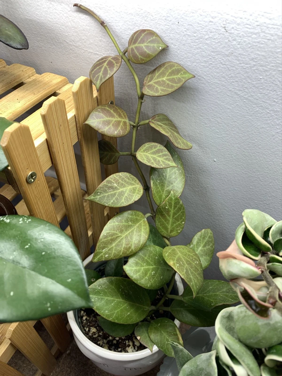 Hoya sunrise 'Sunrise'