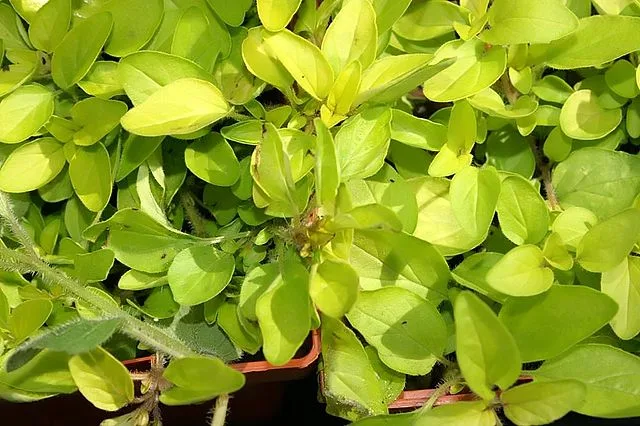 Oregano 'Aureum'