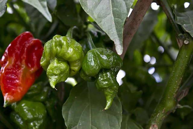 Hot pepper 'Trinidad Scorpion'