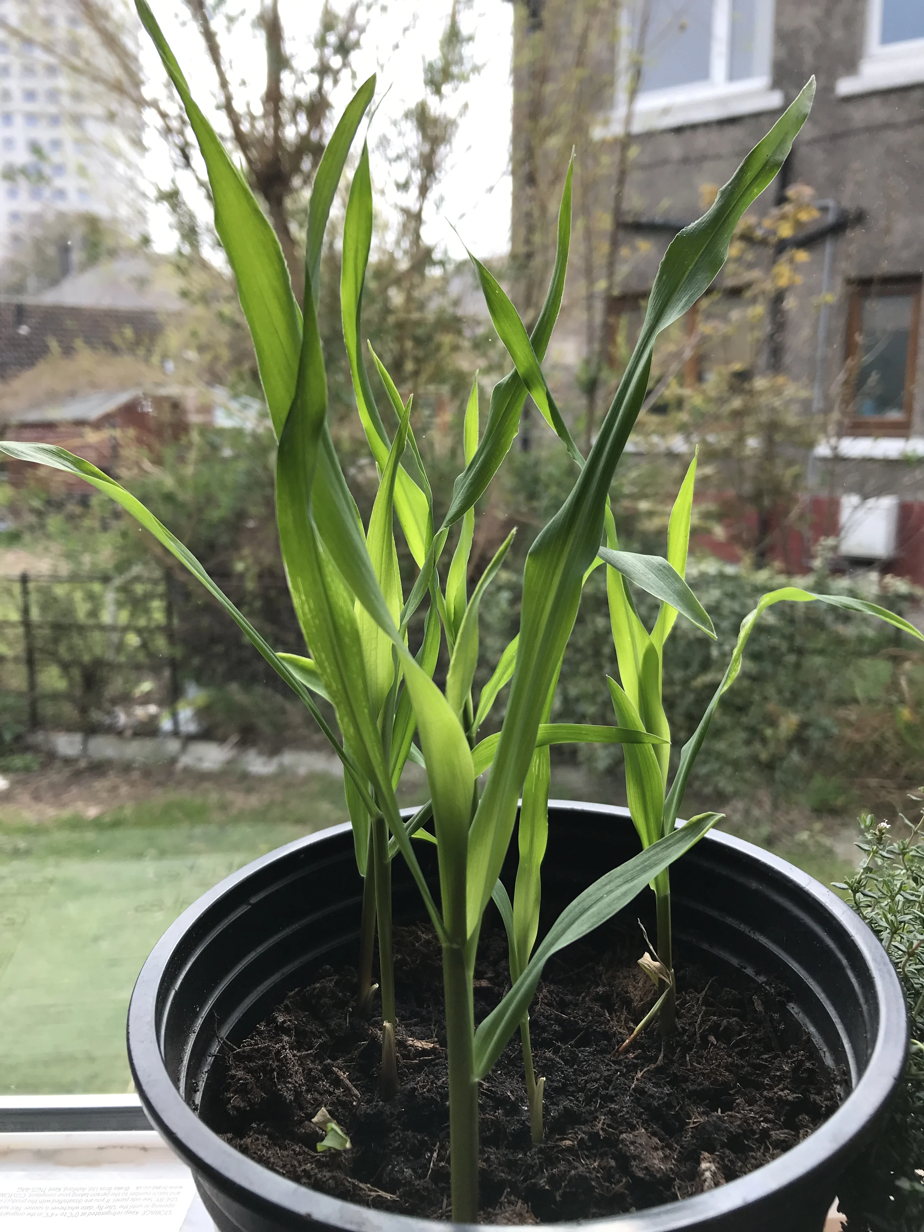 Maize 'different varieties'