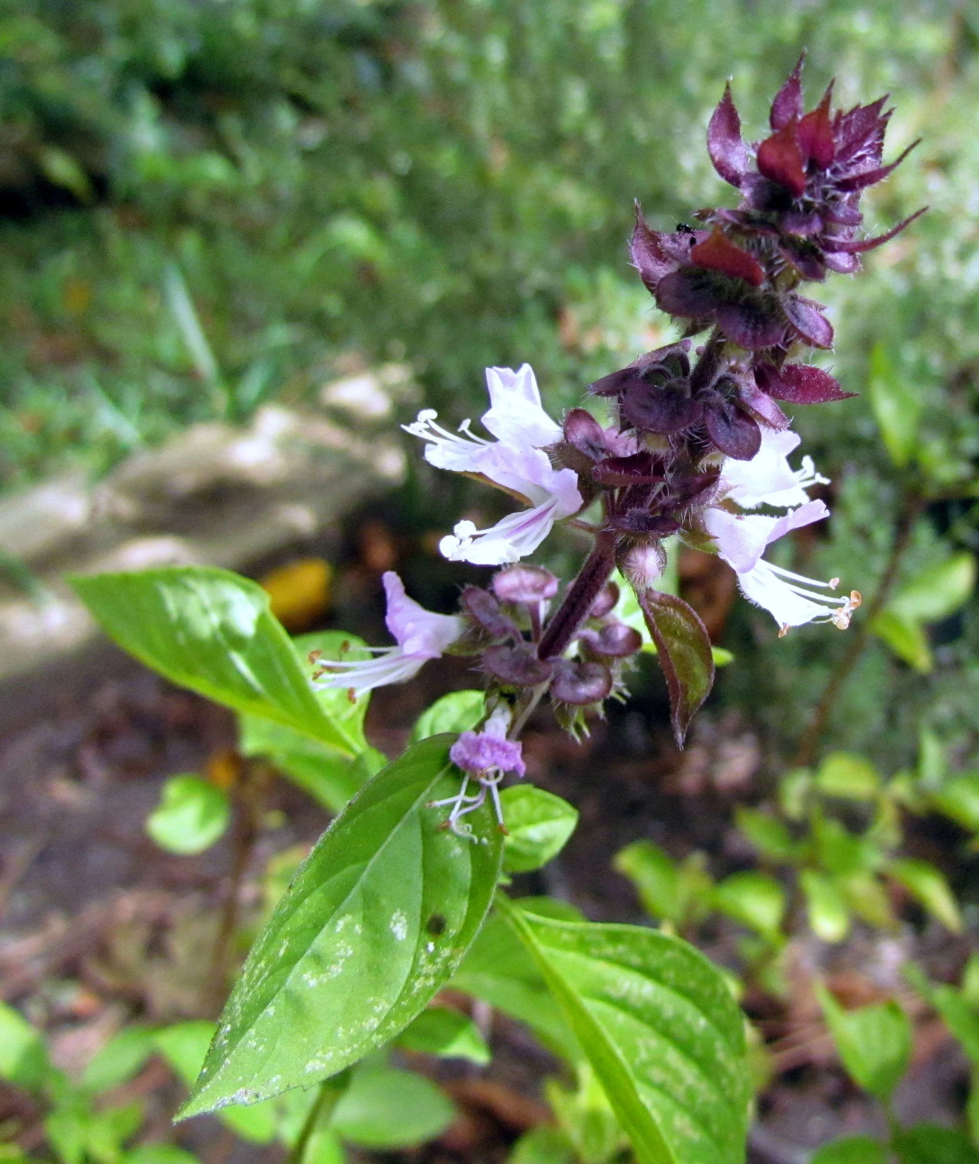 Cinnamon basil 'Cinnamon'