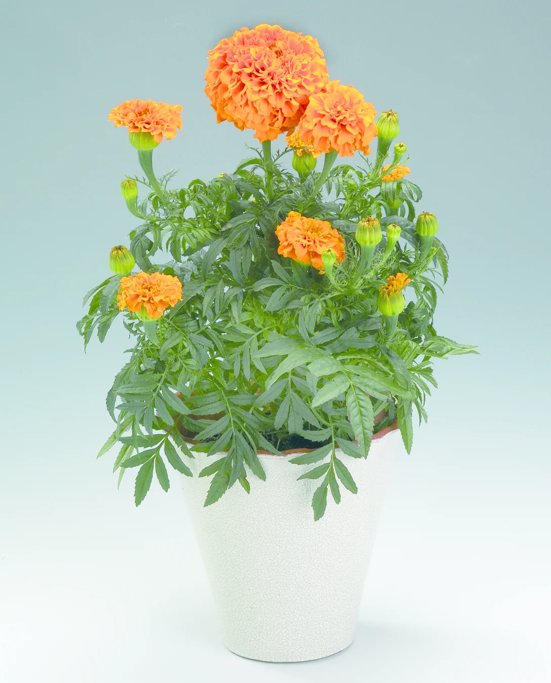 African marigold