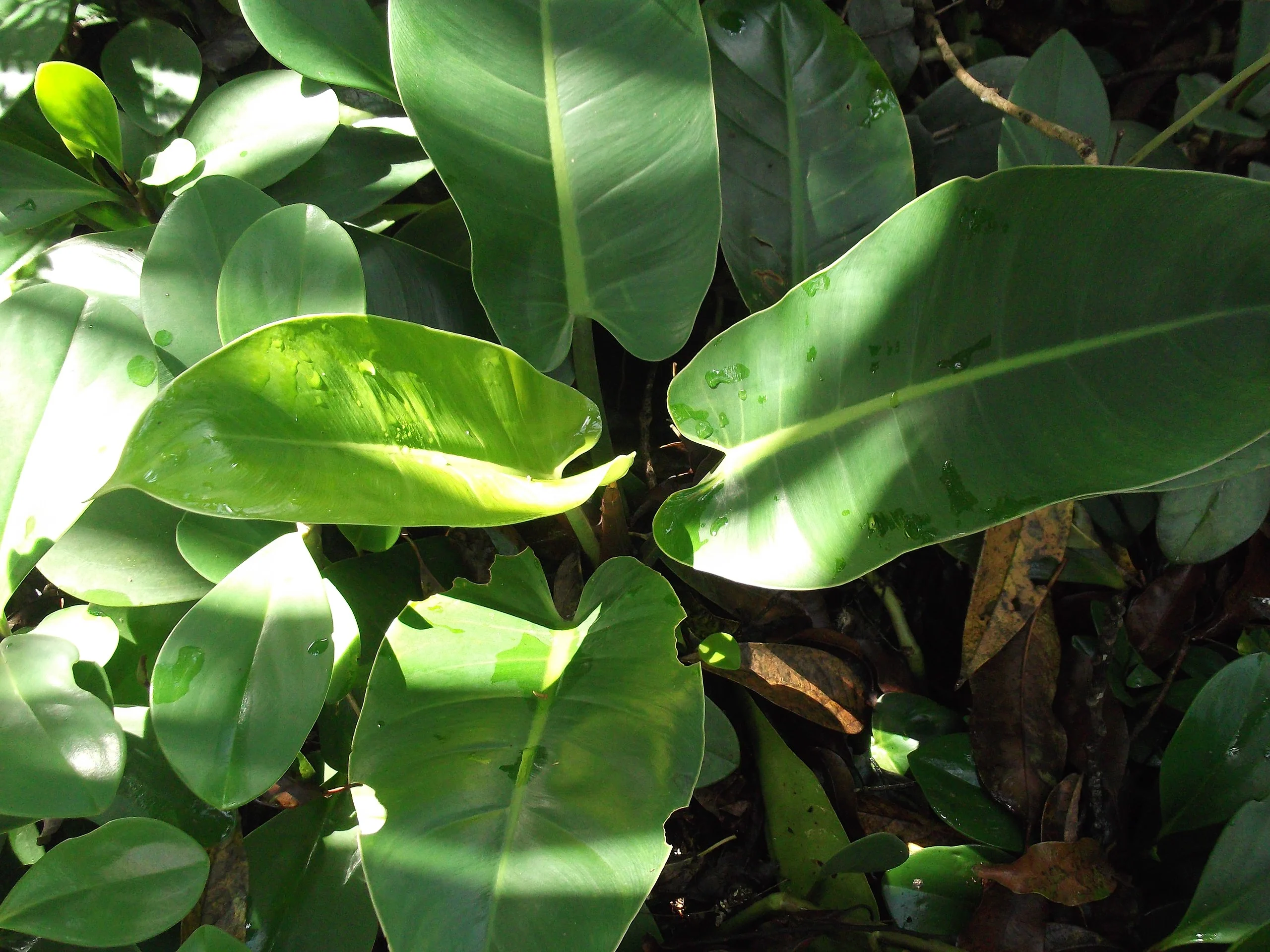 Philodendron erubescens 'Green emerald'