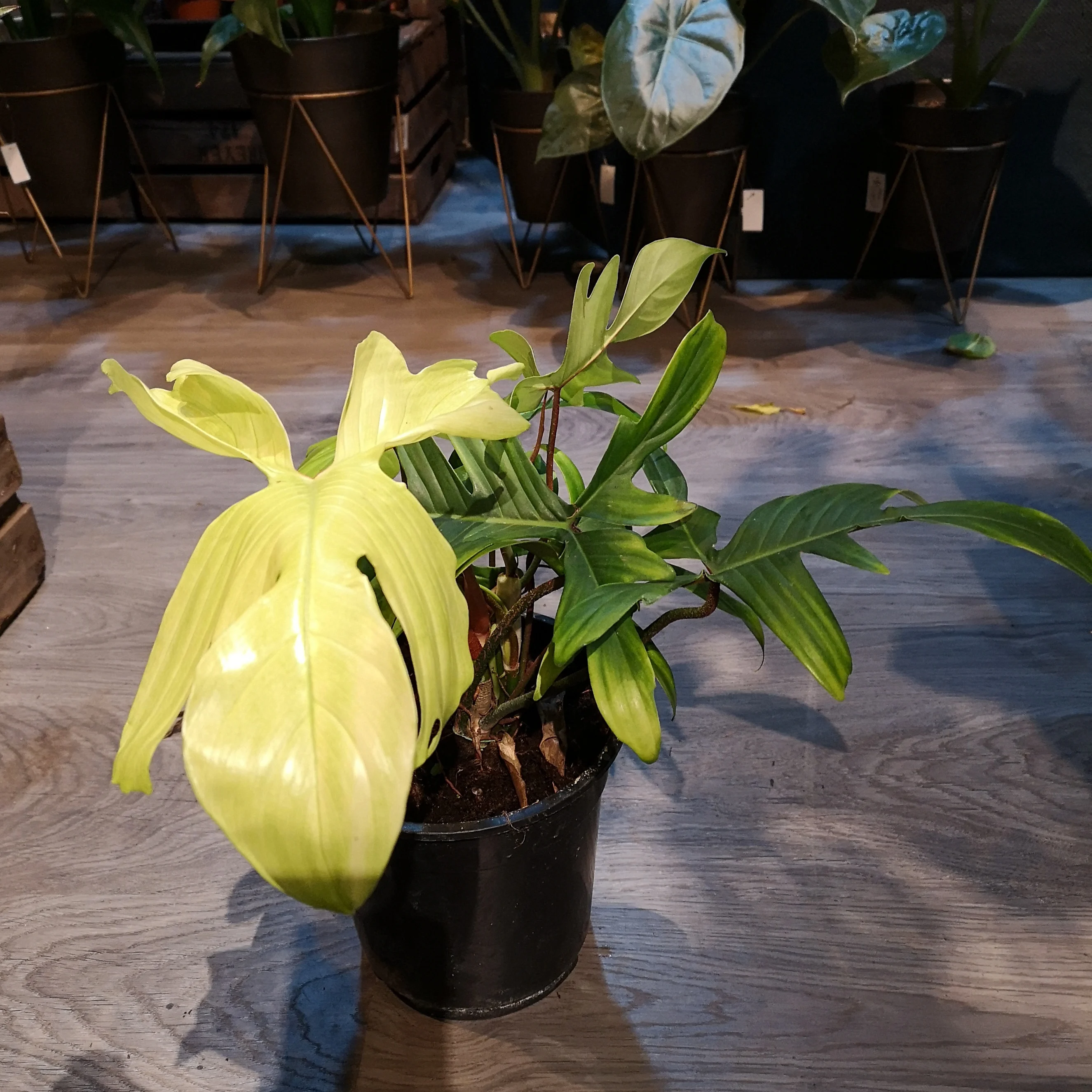 Philodendron 'Florida Ghost'