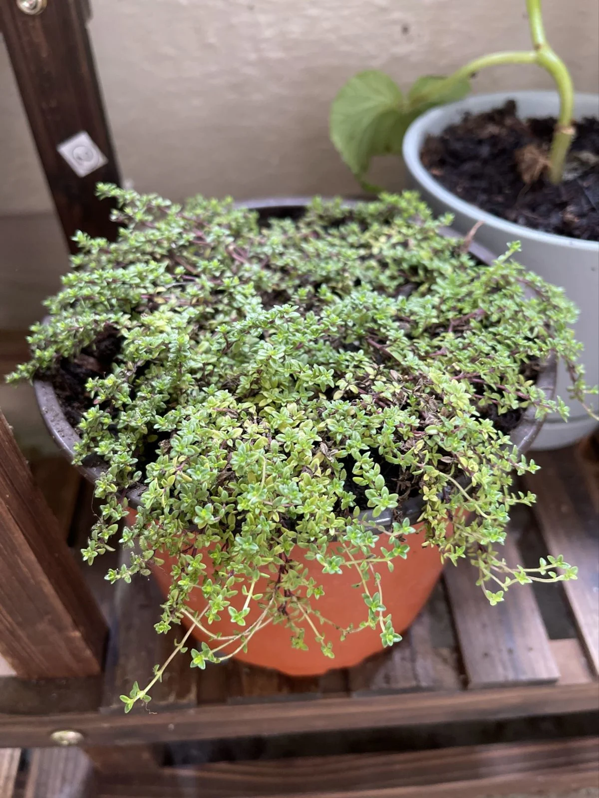 Creeping thyme 'Red Carpet'