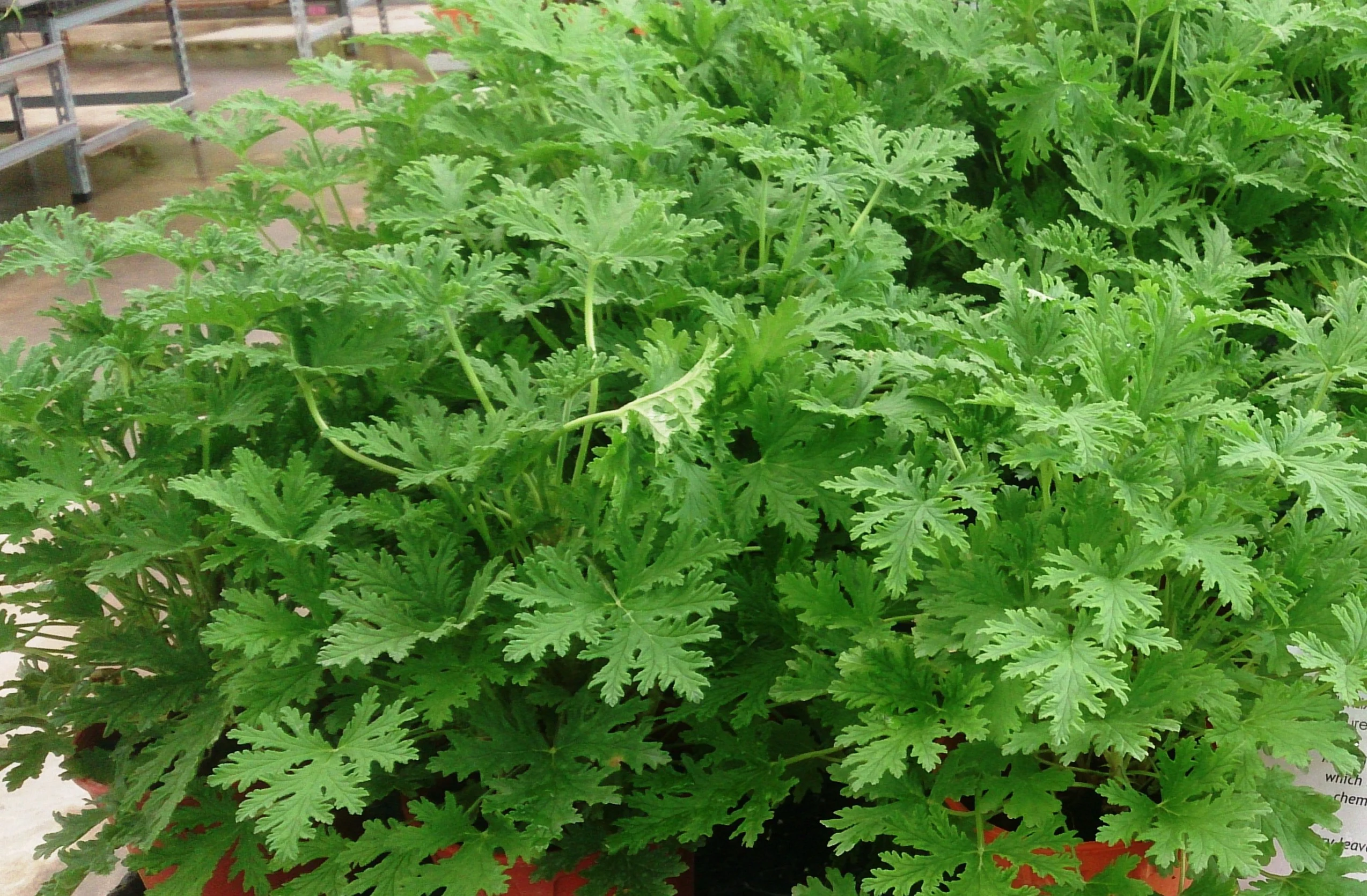 Mosquito Plant