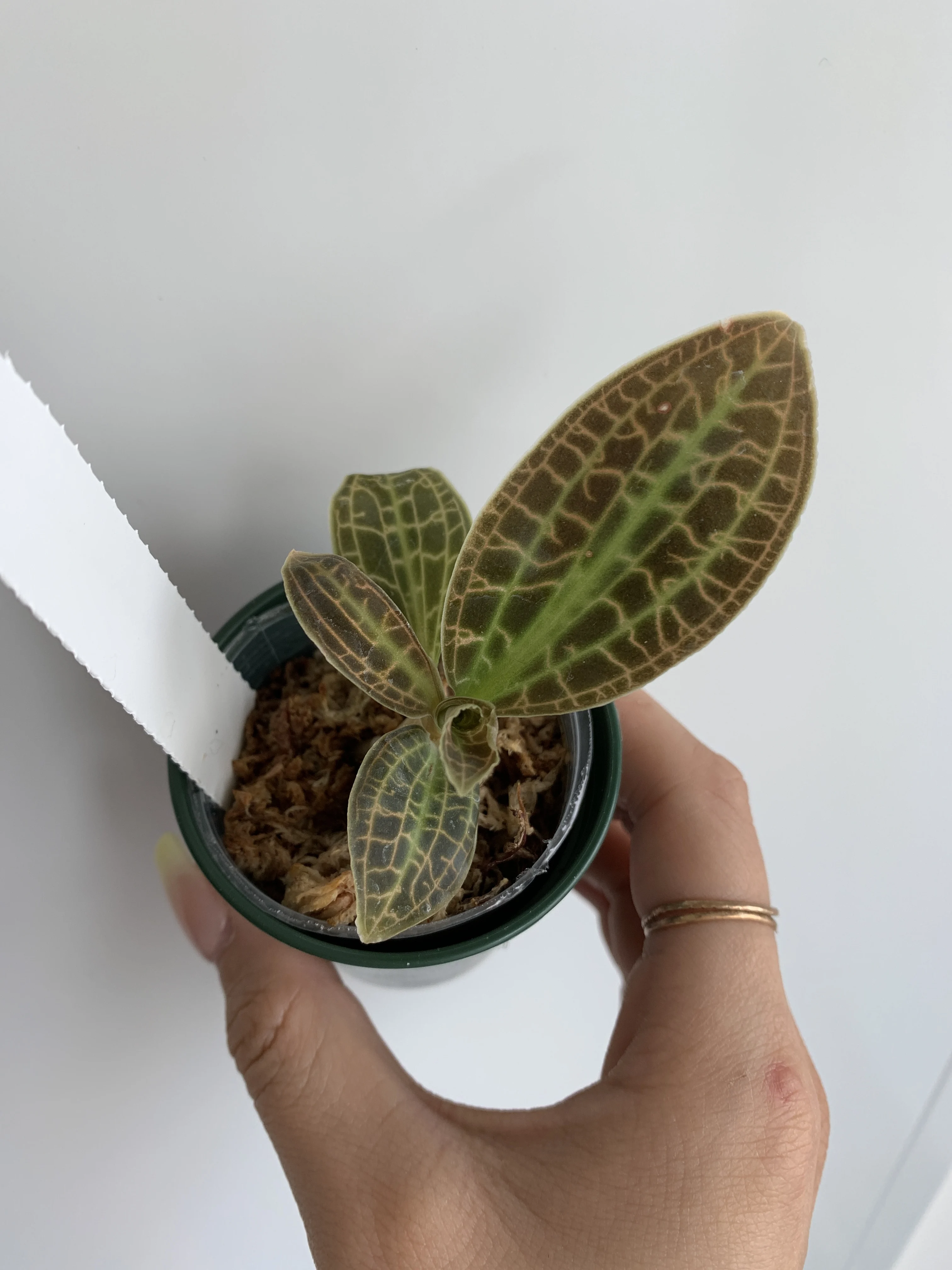 Lightning Jewel Orchid