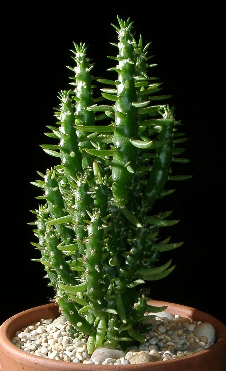 Eve's Needle Cactus