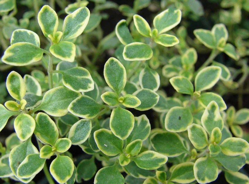 Lemon thyme