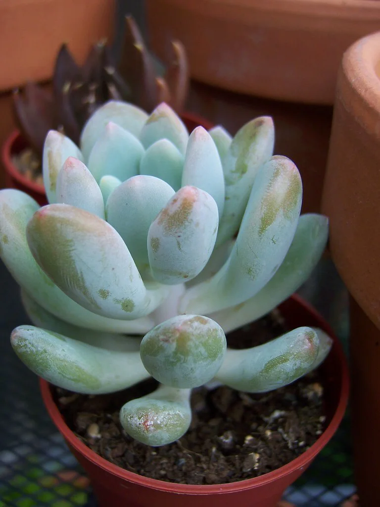 Jeweled crown 'Clavifolia'