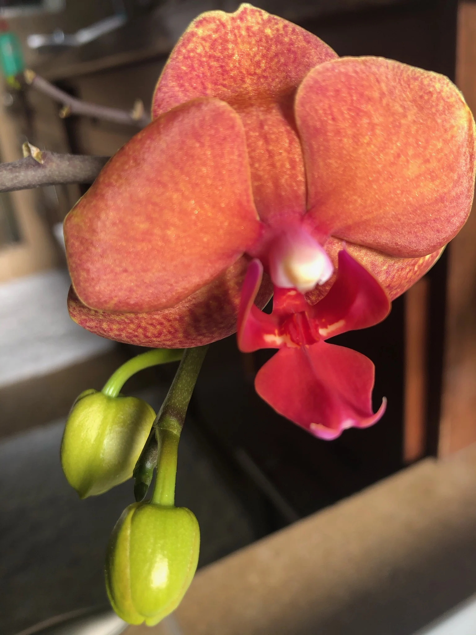 Moth orchid 'Brother sara gold'