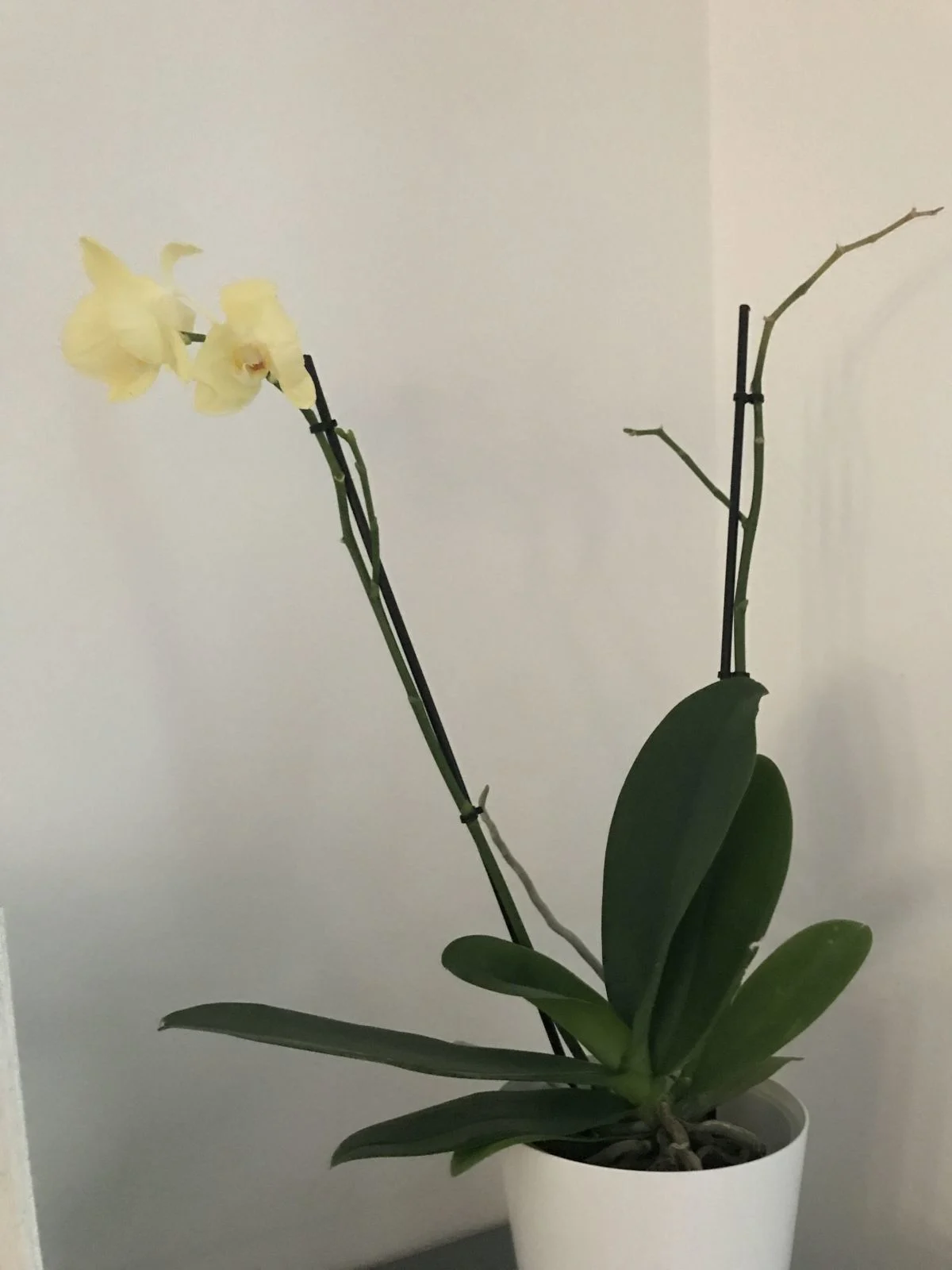 Moth Orchid 'Fuller's golden princess'