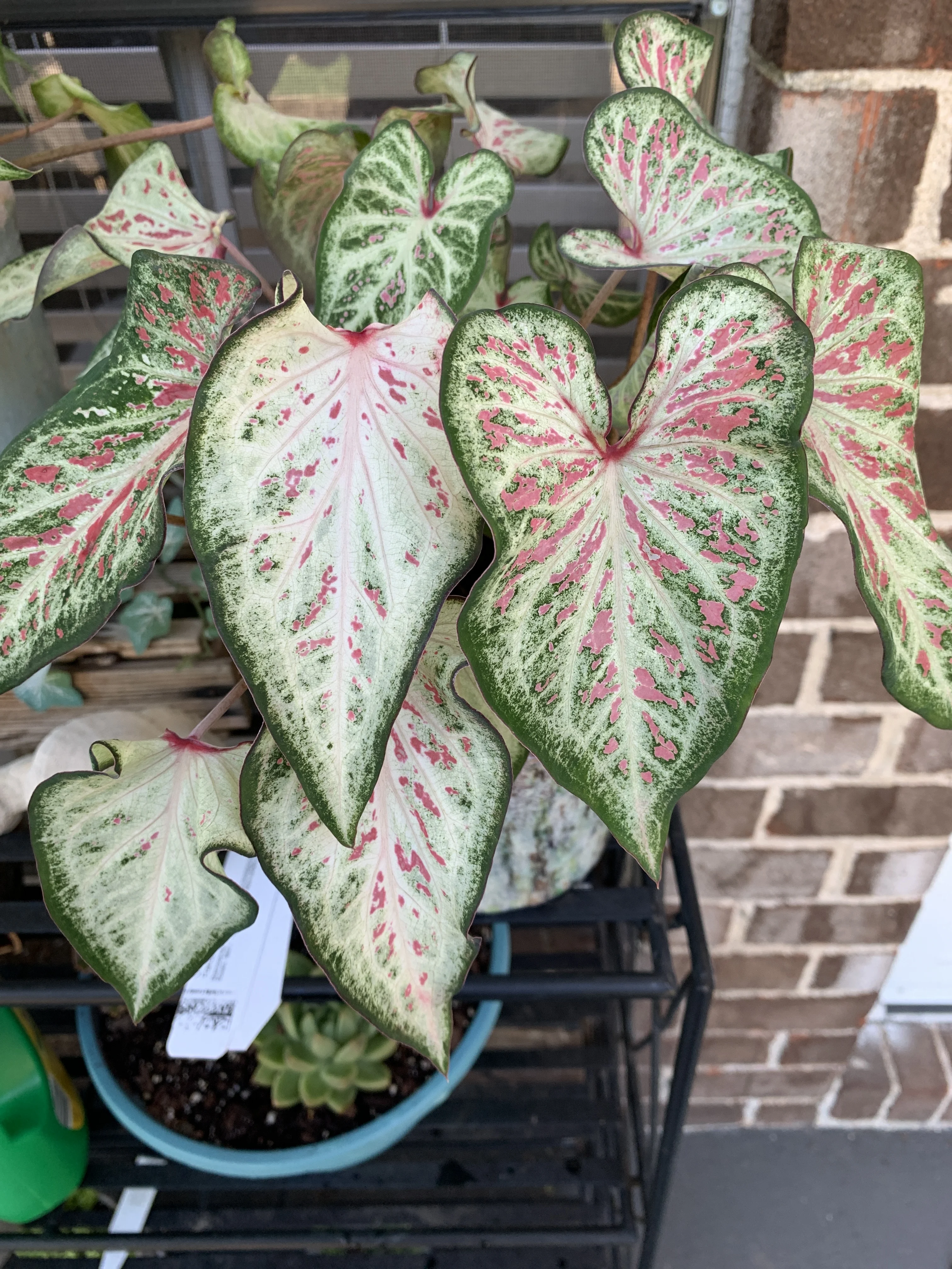 Angel wings 'Candyland'