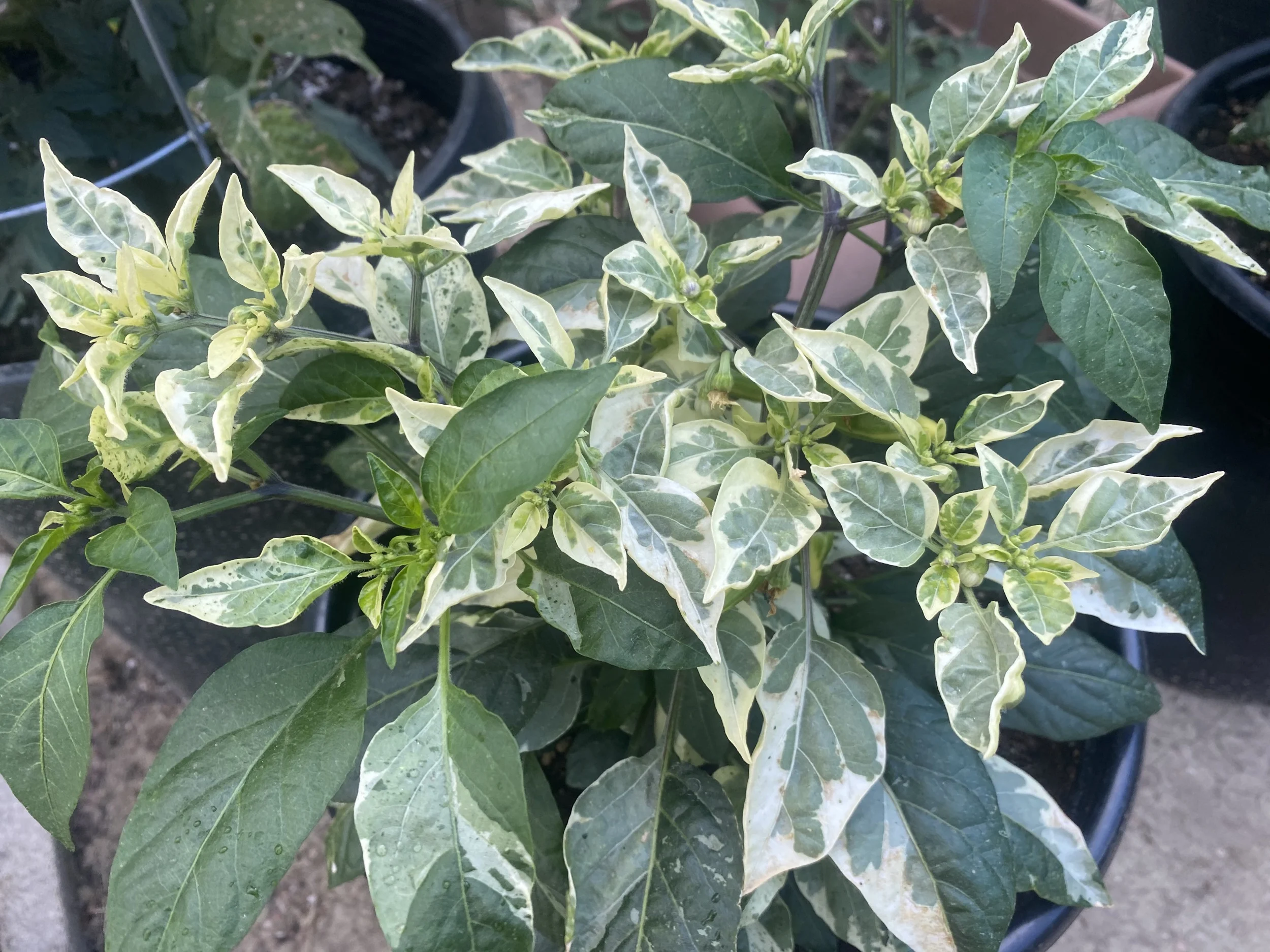 Hot pepper 'Fish pepper'