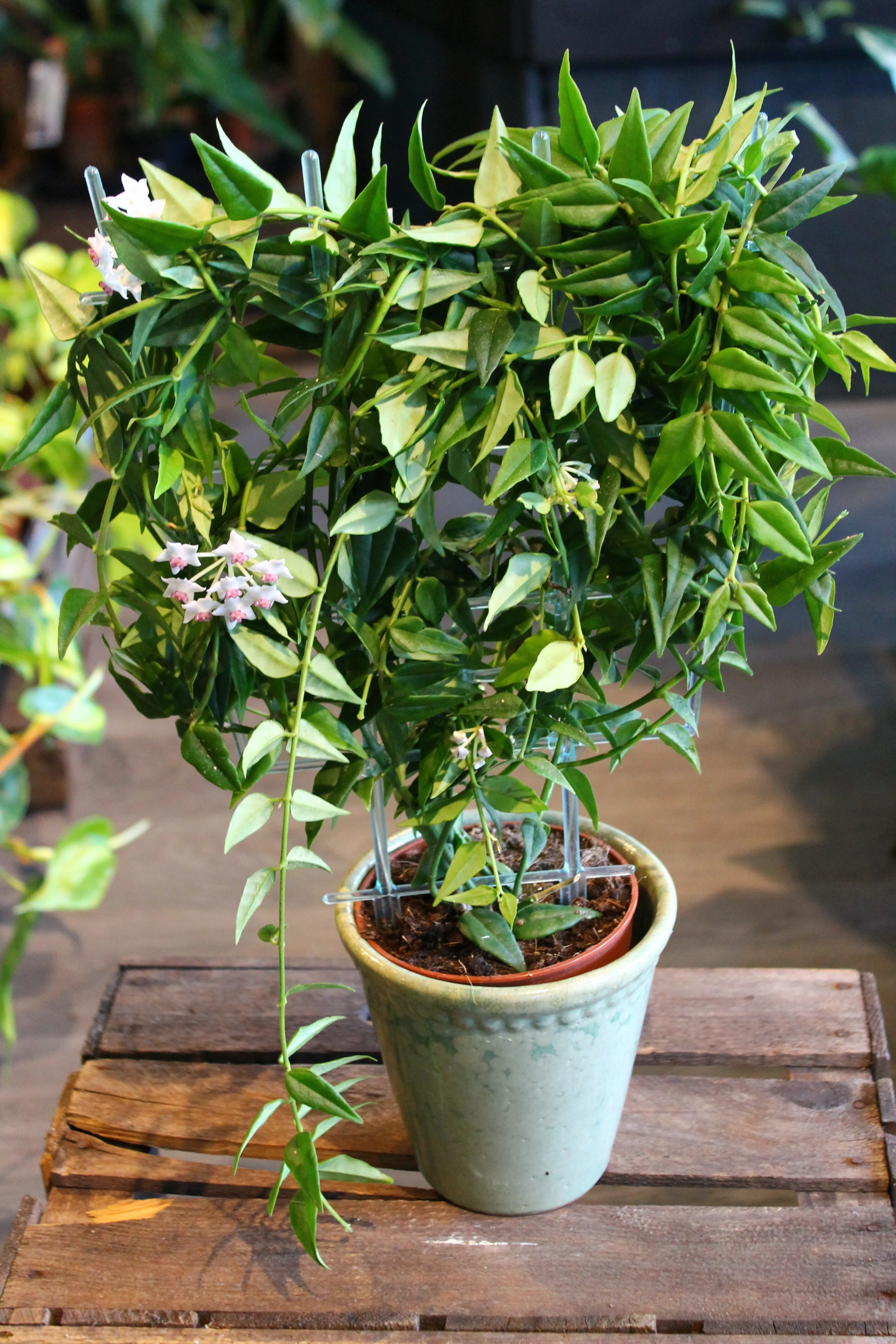 Hoya bella