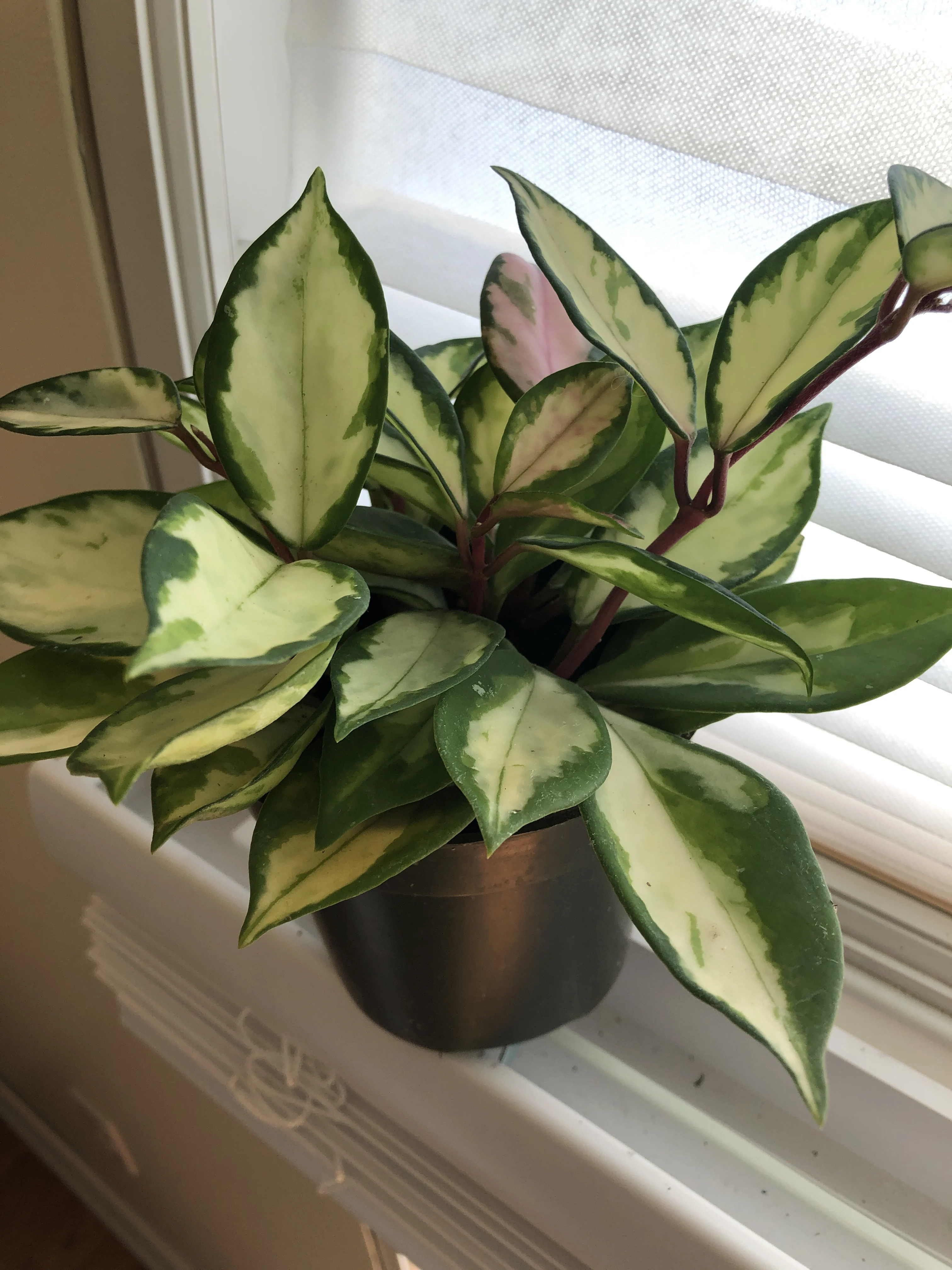 Porcelain Flower 'Krimson Princess'