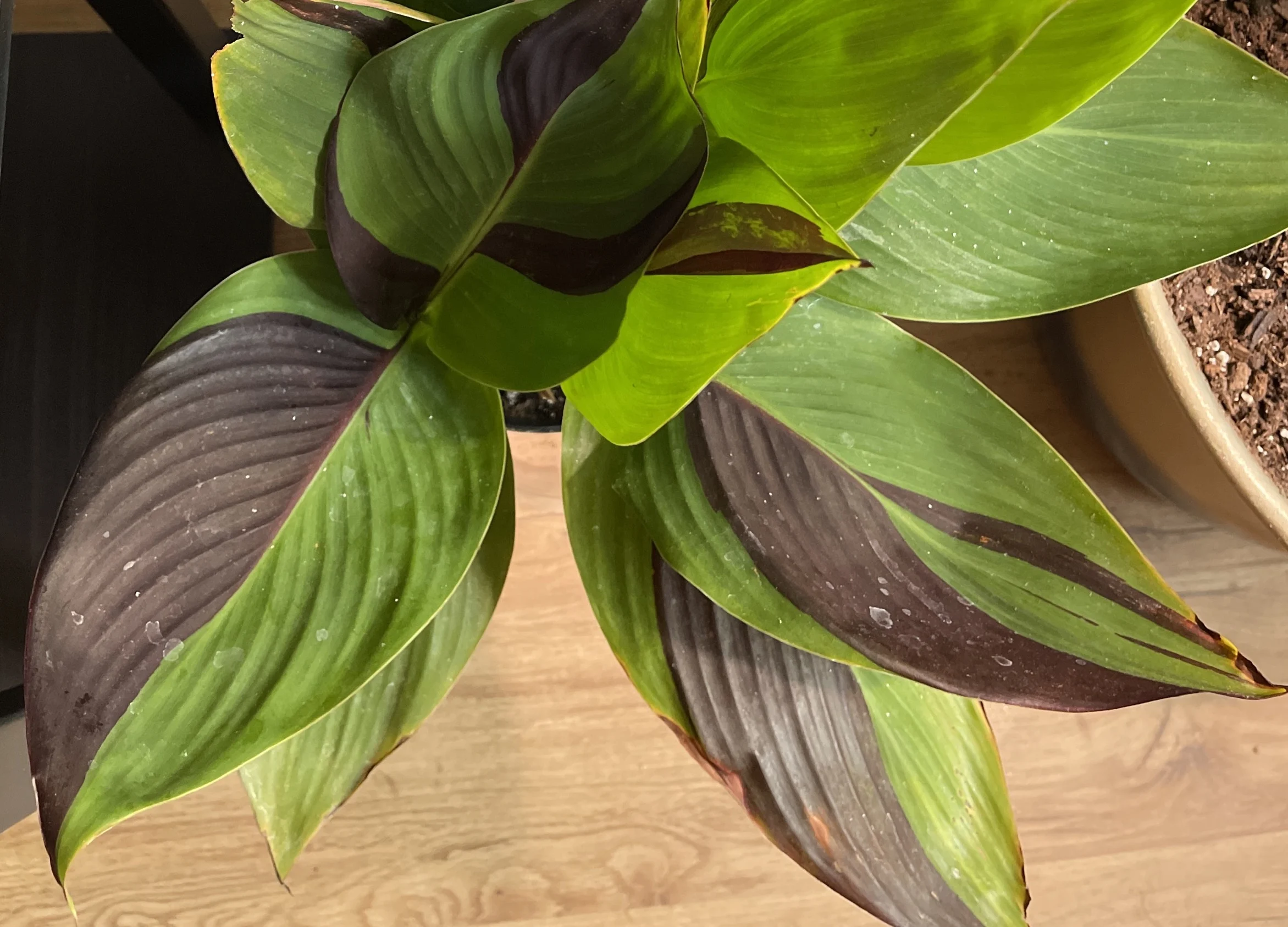 cast iron plant care brown tips