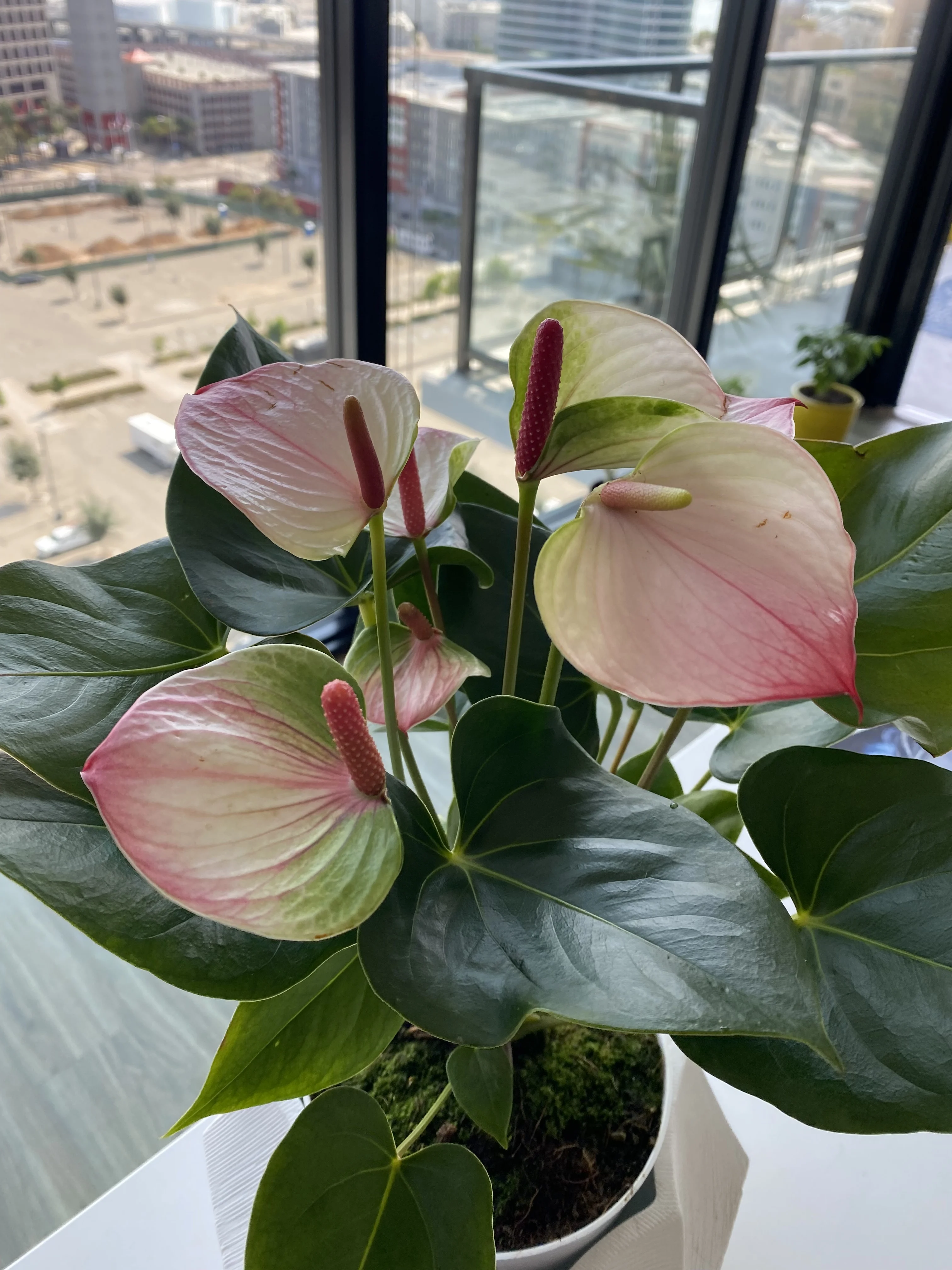 Oilcloth flower 'Princess Amalia Sweetlips' Planta