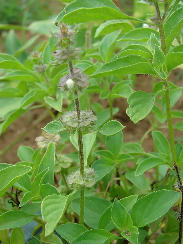 American basil