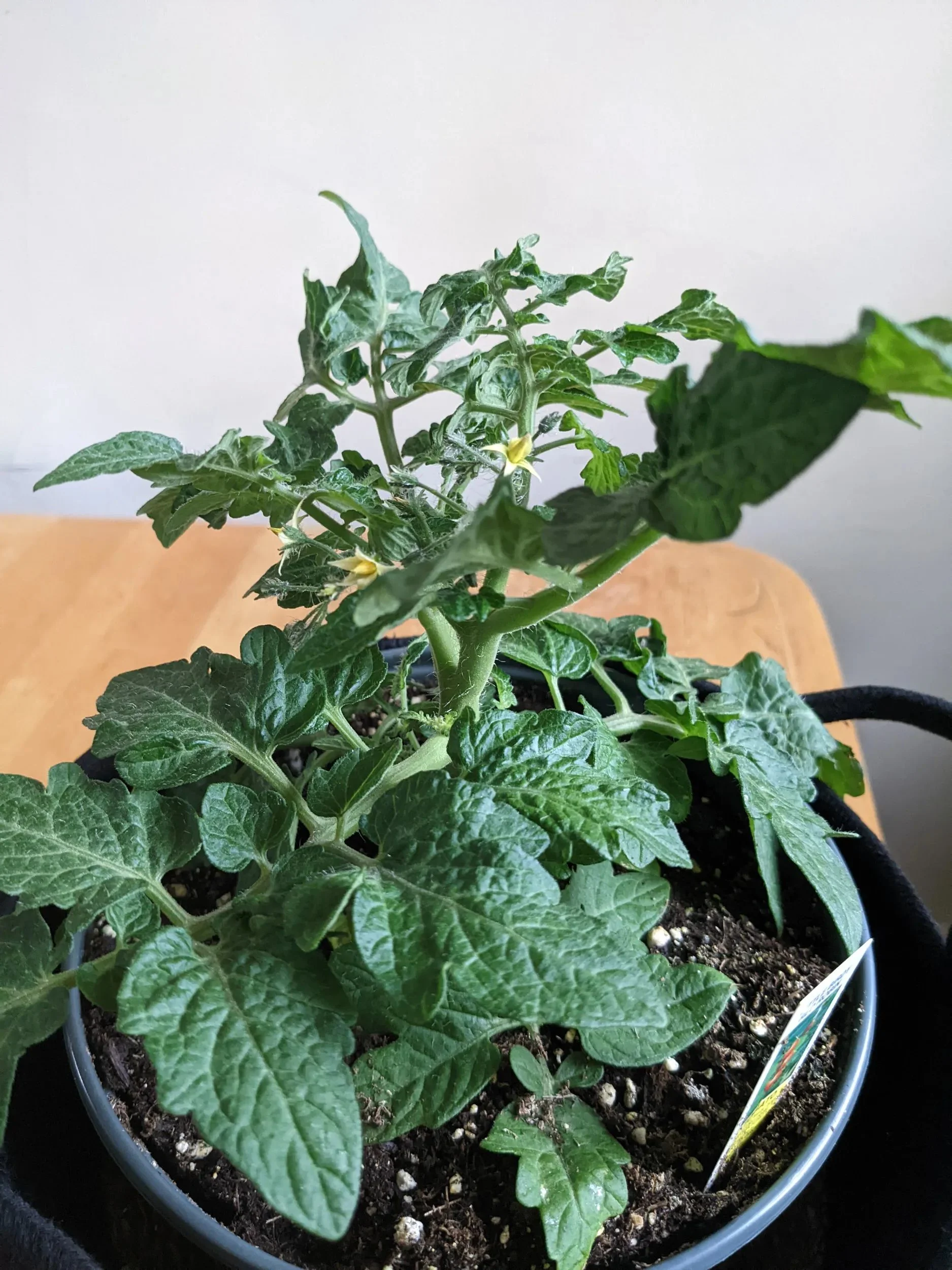 Cherry tomato 'Red Robin'