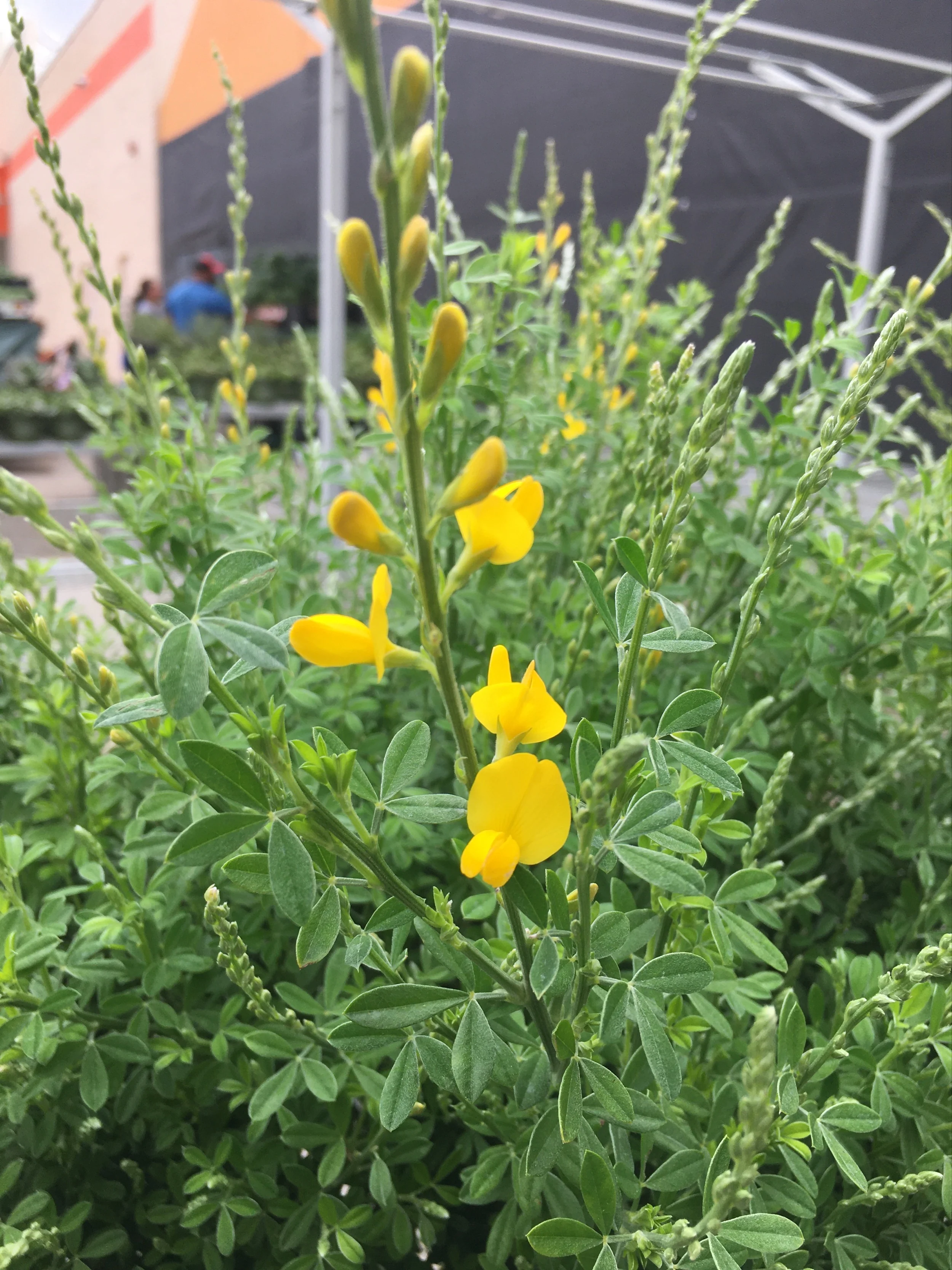 Genista Stenopetala | Planta