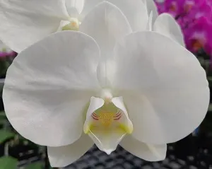 Moth Orchid 'Younghome white apple'